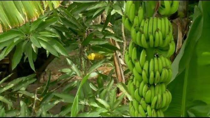 Are you ready to say good bye to bananas?