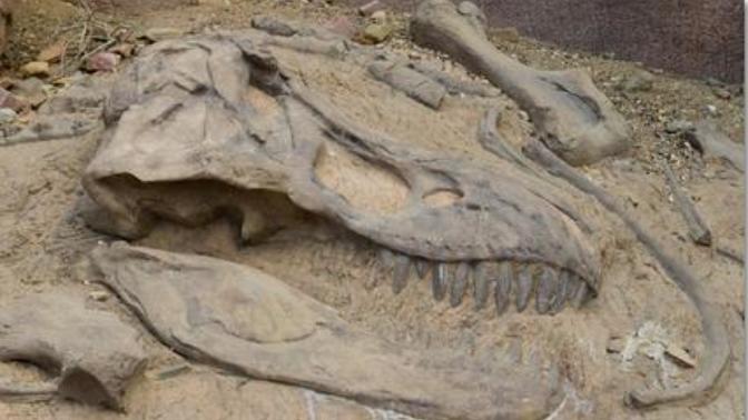 If you found a Tyrannosaurus Rex Skeleton embedded in rock formations in North America on public land and only you knew about it What Would You Do?