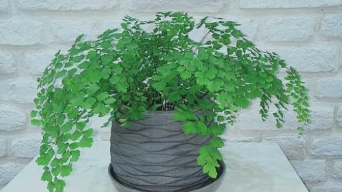 Show me your favourite house plant?