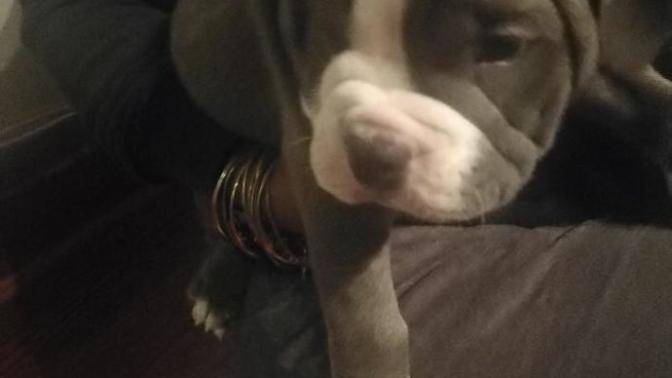 When you see my puppy what’s the first name that comes to mind... go?