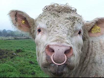 Are belly piercing or nose piercings trashy?