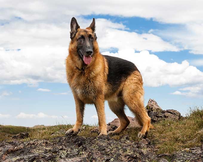 What’s your favorite dog bread? 🐕 🐶 🐾?