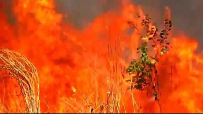 The Amazon rainforest has been burning: Why isn't the news covering this?