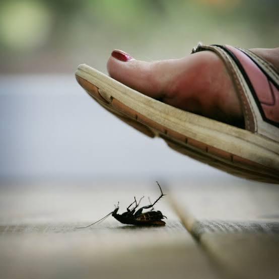 Is it bad to kill insects for no reason? GirlsAskGuys