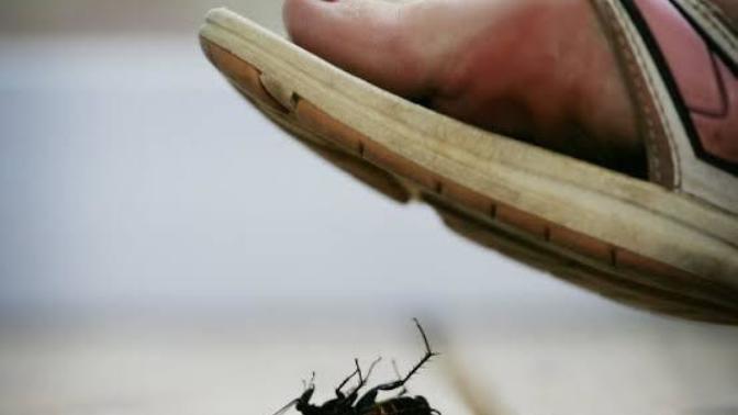 Is it bad to kill insects for no reason?