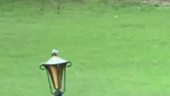Is there any way to get rid of bobcats in my yard?