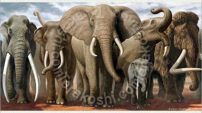What's your favorite ice age elephant?