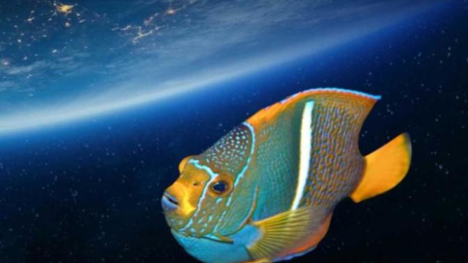 Should you applaud a fish for swimming?