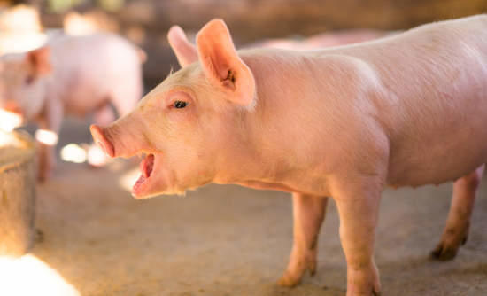 What is the most common meat (of mammalian origin, so not chicken, duck etc) eaten in your country?