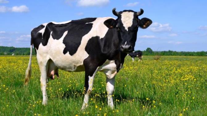 What is the most common meat (of mammalian origin, so not chicken, duck etc) eaten in your country?