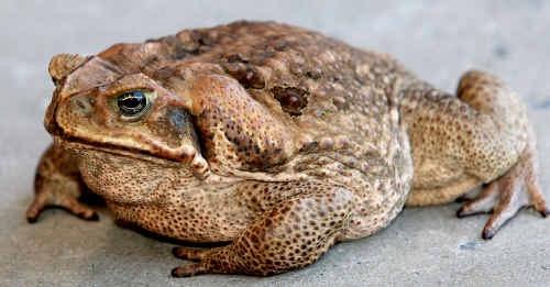 Do You Like Toads Or Frogs More?