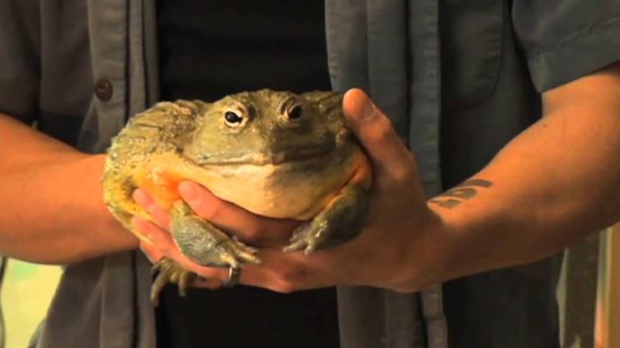 Do You Like Toads Or Frogs More?