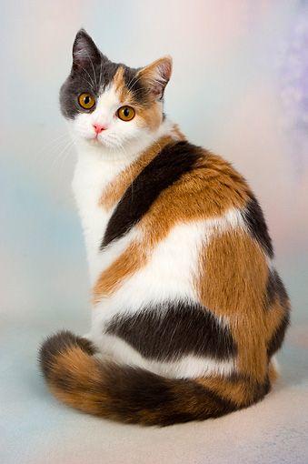 Do you notice tricolour cats are usually female cats?