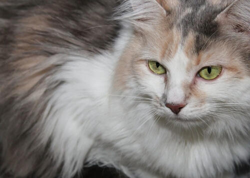 Do you notice tricolour cats are usually female cats?