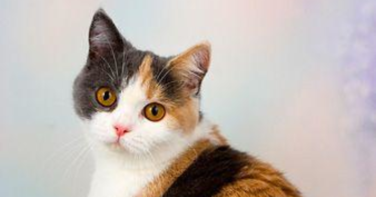 Do you notice tricolour cats are usually female cats? GirlsAskGuys