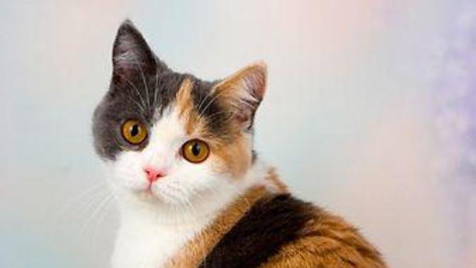 Do you notice tricolour cats are usually female cats?