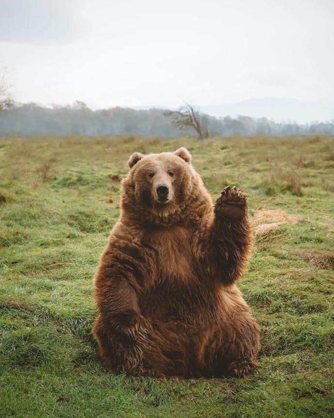 Would you kick a brown bear?