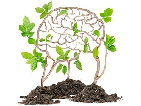If a venus flytrap developed a brain and was able to move around, would it be considered more of a plant or an animal and why?