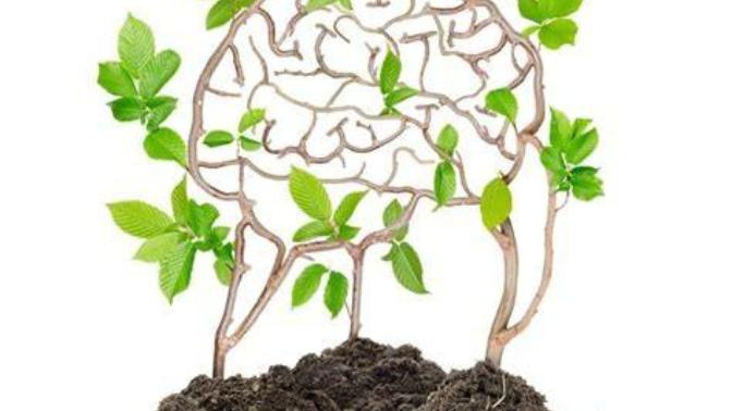 If a venus flytrap developed a brain and was able to move around, would it be considered more of a plant or an animal and why?