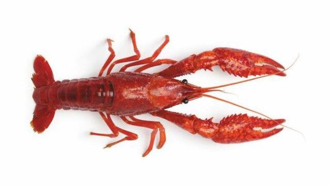 Do you like crawfish ( crayfish ) ?