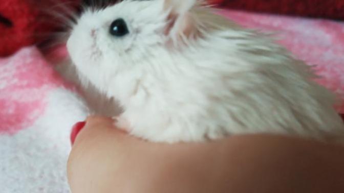 Baby hamster has lots of space but scratches walls?