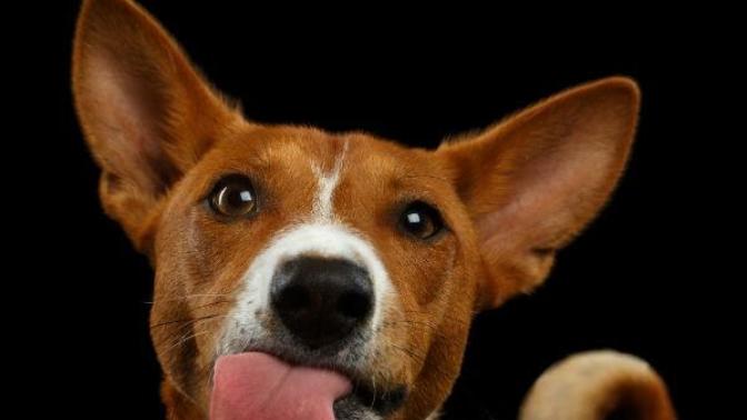 Can dogs taste food?