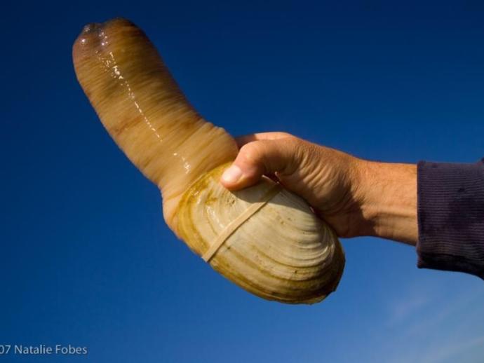 Have you ever tried geoduck?