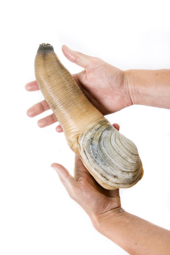 Have you ever tried geoduck?