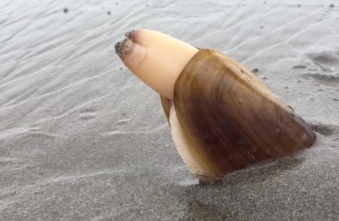 Have you ever tried geoduck?