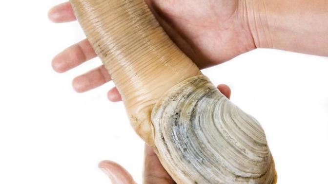 Have you ever tried geoduck?