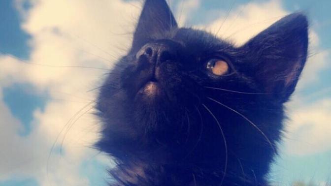 What can I do for my kitten?
