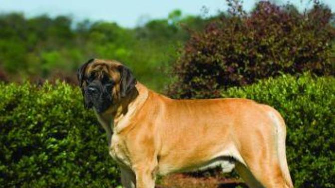 So a dog can even remember you after several years later?