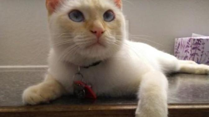 Is your pet your soulmate?