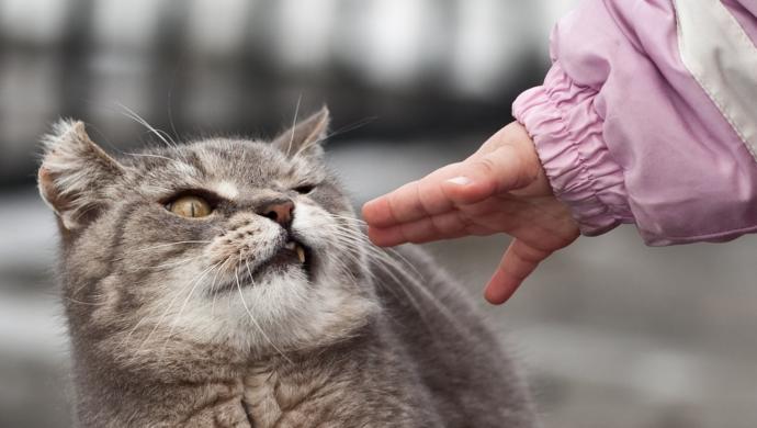 Unapproachable kitty cat