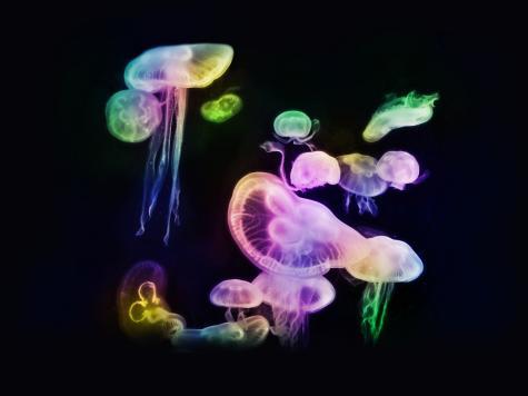 Mushroom Magic