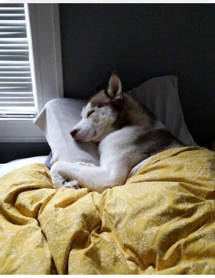 Do you think dogs dream?