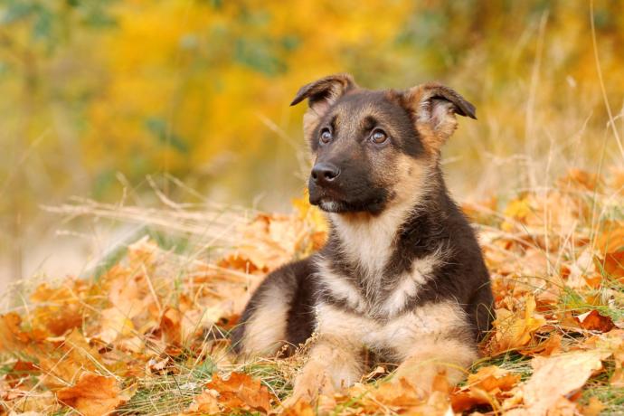 Egypt The Dog