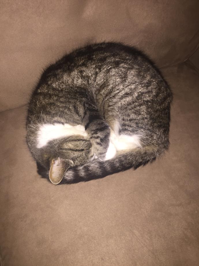 Is my little Tiger cute when she sleeps?