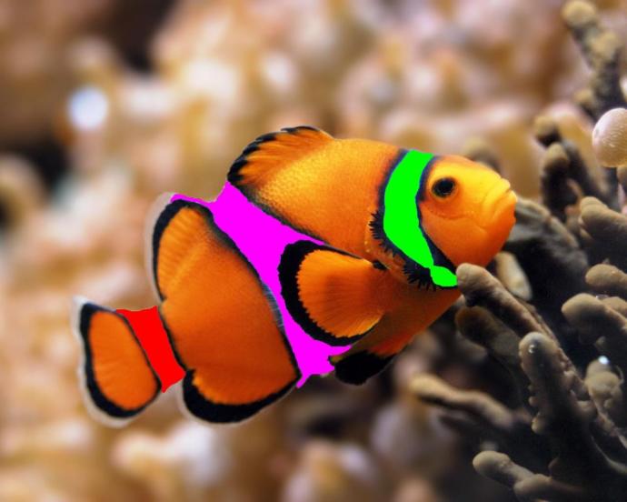Rare Clownfish