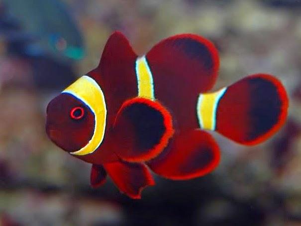 Yellowstripe Maroon Clownfish