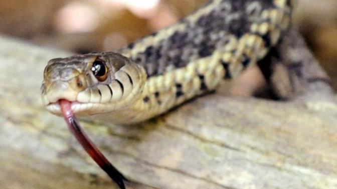 Anybody out there that understands Snake behavior?