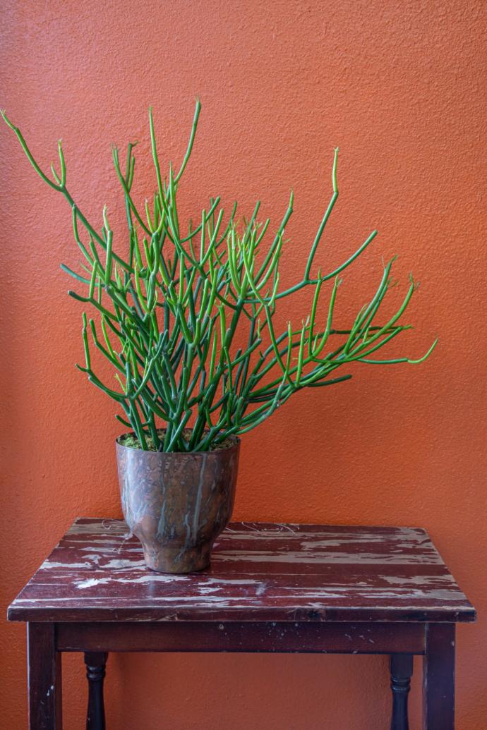 Potentially toxic or poisonous garden plants -- should buyers educate themselves or is it the responsibility of sellers to put labels on them?