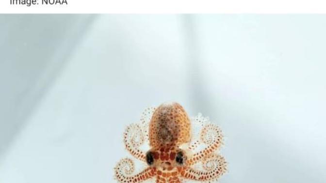 Do you have "cute agression"-- the response brought on by seeing something so cute that it almost drives you crazy?