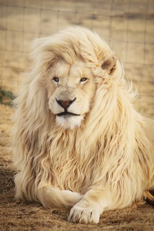Lion vs Tiger who is the real king?