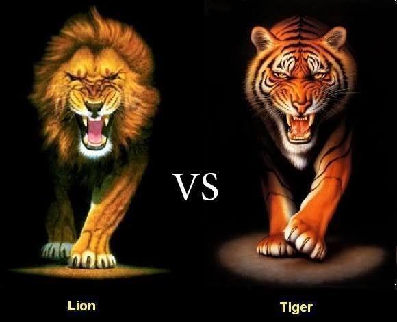Lion vs Tiger who is the real king?