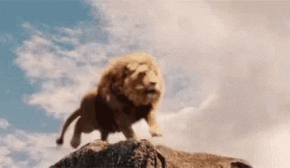 Lion vs Tiger who is the real king?
