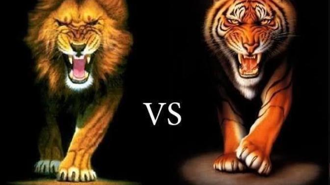 Lion vs Tiger who is the real king?