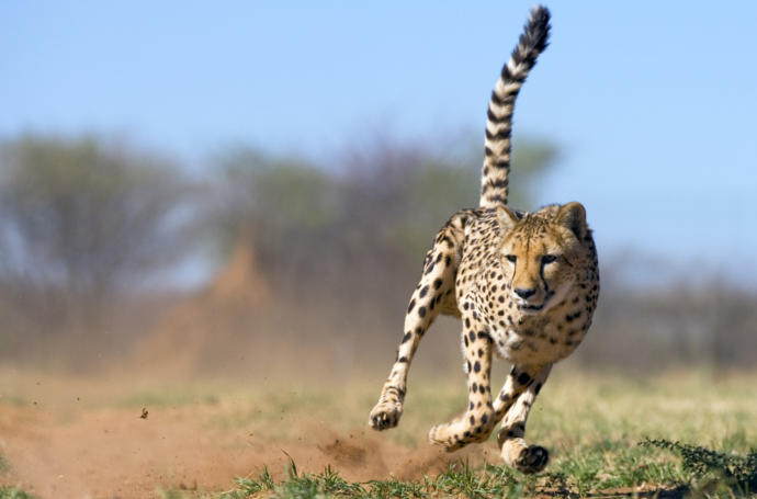 What's your favourite animal?