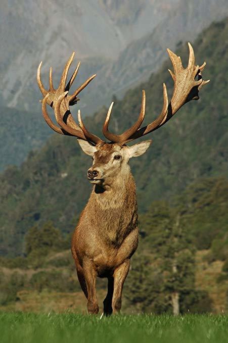 What's your favourite animal?