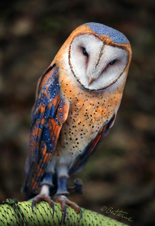 What's your favourite animal?